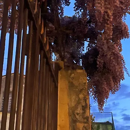Alba Тирано